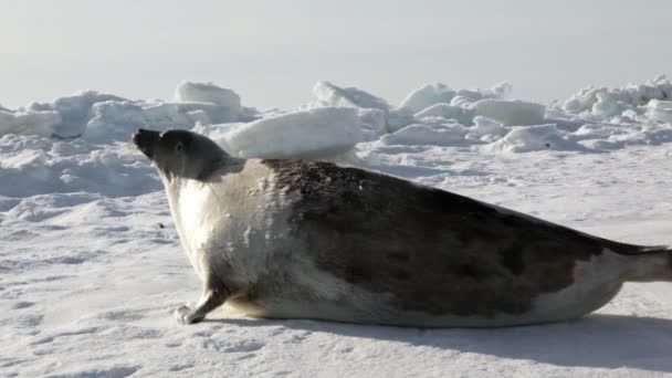 Мама милого новорожденного щенка тюленя на ледяных полях . — стоковое видео