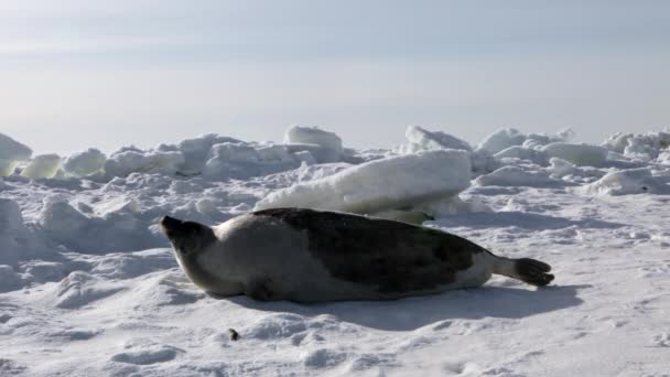 Matka skvělá novorozence Seal Pup na ledová pole. — Stock video