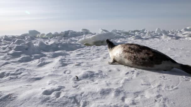 Matka skvělá novorozence Seal Pup na ledová pole. — Stock video