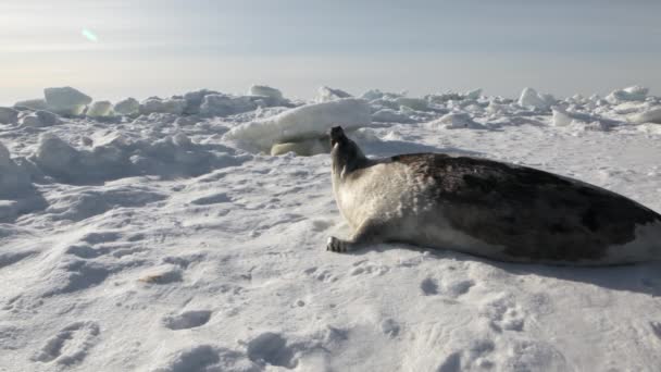 母亲可爱新生海豹幼崽在冰领域. — 图库视频影像