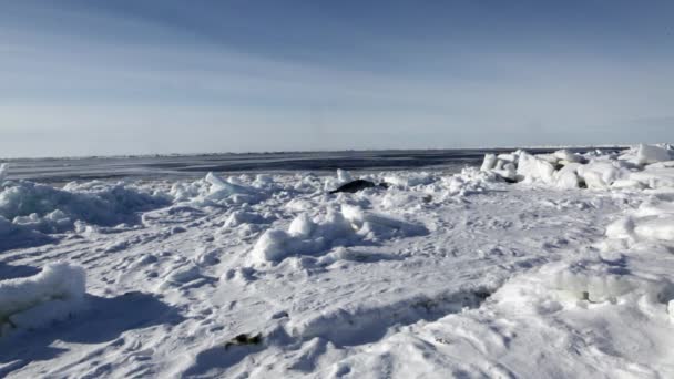 Anne şirin yeni doğan mühür Pup On Ice alanları. — Stok video