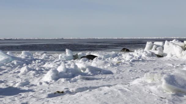 Mor söta nyfödda Seal Pup på is fält. — Stockvideo