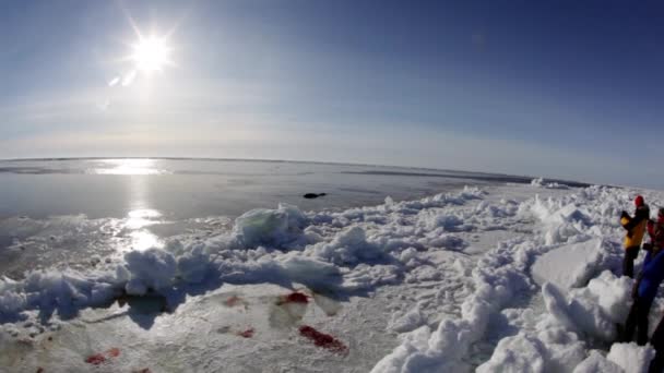 Mor söta nyfödda Seal Pup på is fält. — Stockvideo