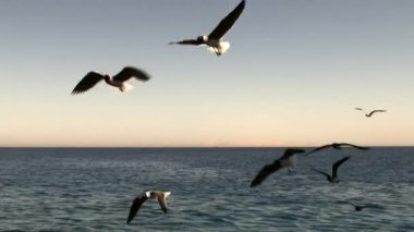 Deniz suyunun yüzeyindeki kuşlar.