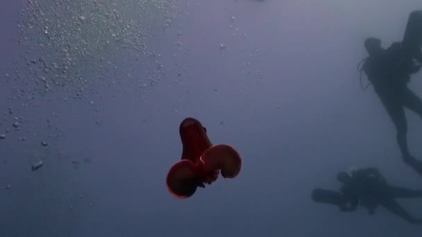 Ploskozubec Scarus pod vodou Rudého moře. — Stock video