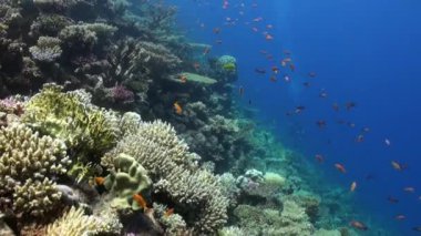 Mercan resif sualtı Red Sea'deki/daki renkli balık sürüsü.