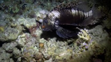 Zehirli balık ortak lionfish Pterois volitans Kızıl Deniz altındaki çizgili.