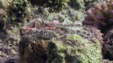 Stonefish scorpionfish scorpaenopsis barbata çok zehirli su altında sakallı.