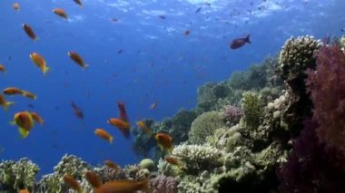 Mercan resif sualtı Red Sea'deki/daki parlak turuncu renk balık sürüsü.