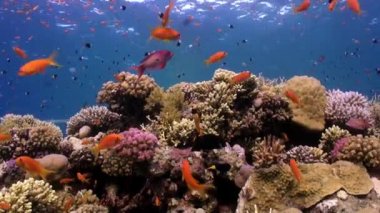 Kızıldeniz'su altında balık.