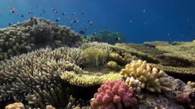 Okul Bicolor çektirme balık suyun altında Red Sea'deki/daki.