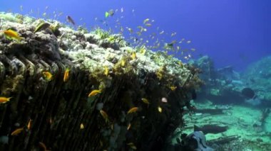 Batık deniz dibinin sualtı Kızıldeniz üzerinde yakın balık sürüsü.