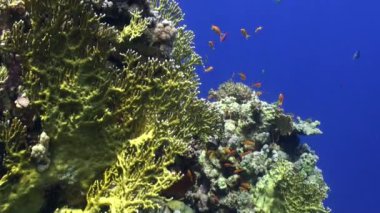 Balık sürüsü sualtı Red sea relax.