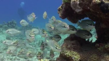 Scolopsis ghanam seabreams Okulu mercan balık sualtı Red sea relax.