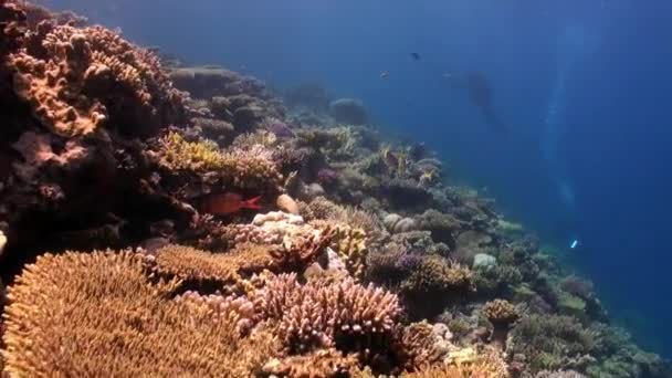 Escola de mergulho de peixes no recife de coral subaquático Mar Vermelho . — Vídeo de Stock