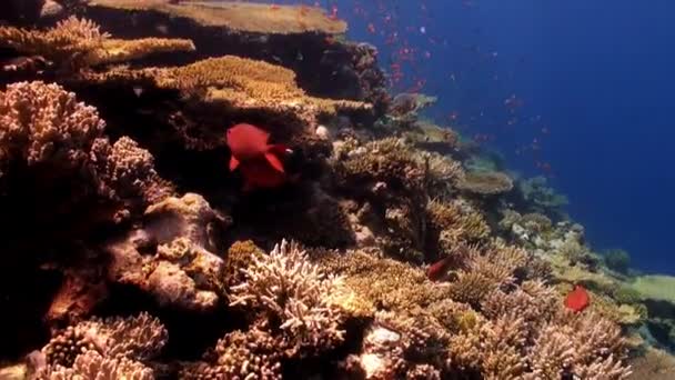 Narancssárga színű iskola-hal a háttérben korallzátonyok víz alatti Vörös-tenger. — Stock videók