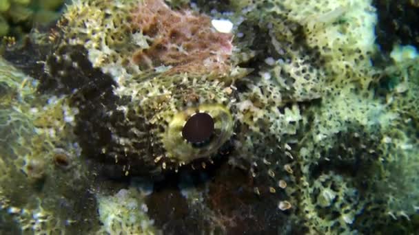 Pez piedra Bearded scorpionfish scorpaenopsis barbata muy venenoso bajo el agua . — Vídeo de stock