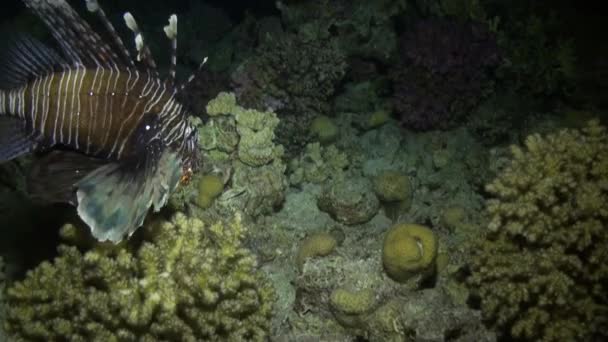 紅海の底に有毒魚共通ミノカサゴ Pterois volitans をストライプ. — ストック動画