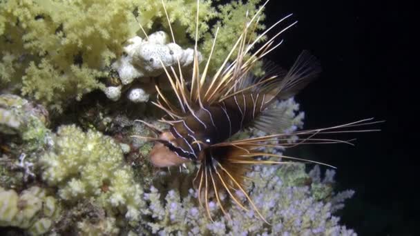 Radiant poisonous fish Clearfin lionfish Pterois radiata on seabed of Red sea. — Stock Video