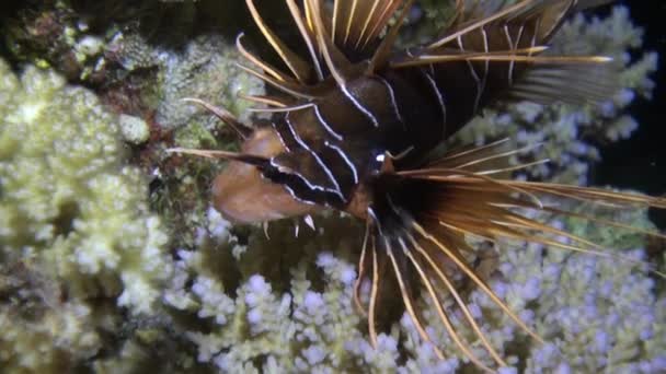 Strålande giftig fisk Clearfin lionfish Pterois radiata på havsbotten i Röda havet. — Stockvideo