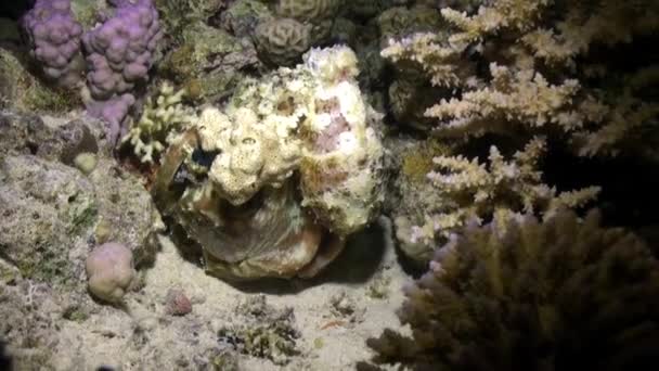 Aeginae ośmiornica podwodne nad Morzem Czerwonym. — Wideo stockowe