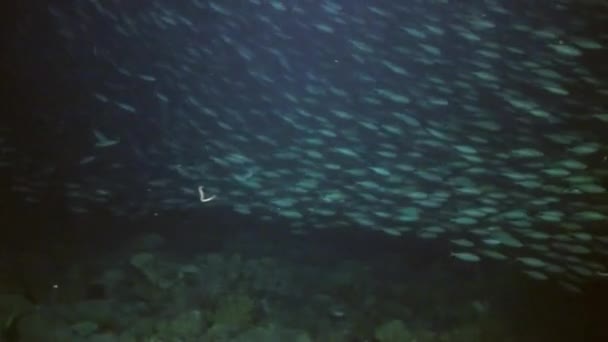 Relájese bajo el agua Mar Rojo . — Vídeo de stock