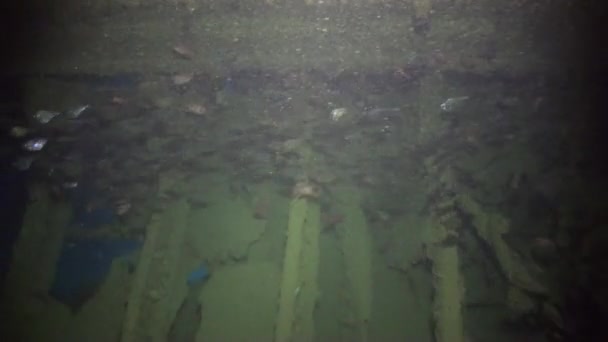 Кораблекрушение на подводном дне Красного моря . — стоковое видео