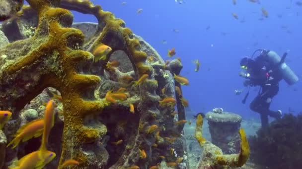 Immersioni subacquee vicino alla nave affondata . — Video Stock