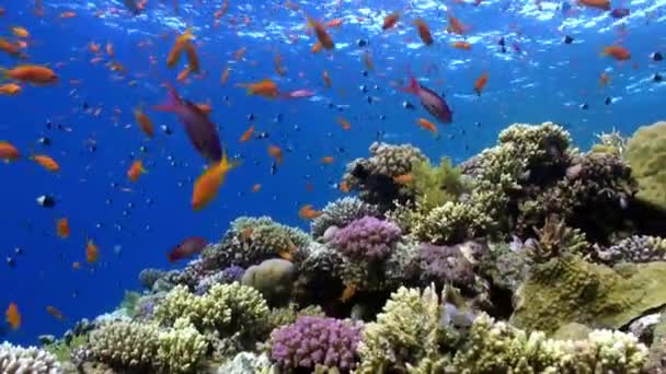 Peces bajo el agua en el Mar Rojo . — Vídeo de stock