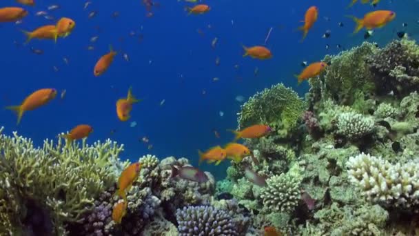 Peces bajo el agua en el Mar Rojo . — Vídeo de stock