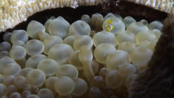 Bubble Anemone Actinidae bajo el agua Mar Rojo . — Vídeos de Stock