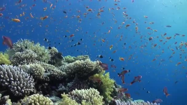 Hejno ryb relaxovat pod vodou Rudého moře. — Stock video