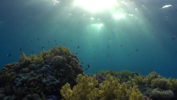 School van vissen op achtergrond van reflectie van zonlicht onderwater rode zee. — Stockvideo