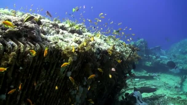 Ecole de poissons près de l'épave sur fond marin sous-marin Mer Rouge . — Video