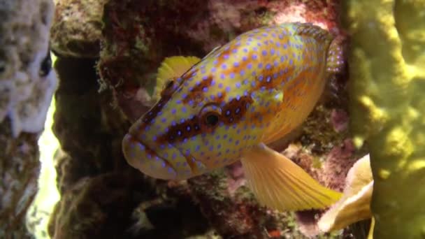 Κοράλλι Σφυρίδα Cephalopholis miniata ψάρια υποβρύχιας Ερυθρά θάλασσα. — Αρχείο Βίντεο