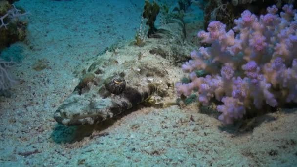 Tappeto di pesce coccodrillo testa piatta Papilloculiceps longiceps sott'acqua Mar Rosso . — Video Stock
