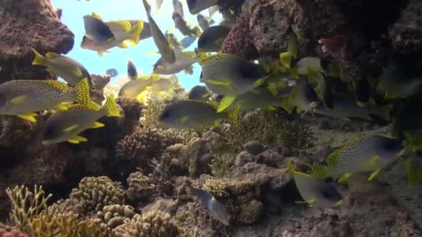 Pomadasys jalá escuela de peces en el arrecife de coral relajarse bajo el agua Mar Rojo . — Vídeo de stock