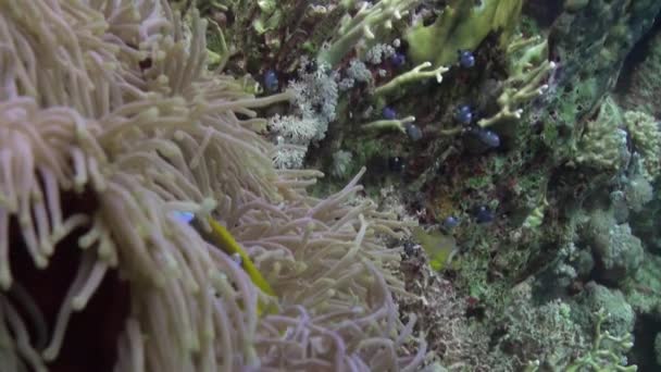 Škola clown ryb v nádherné anemone Stichodactylidae pod vodou Rudého moře. — Stock video