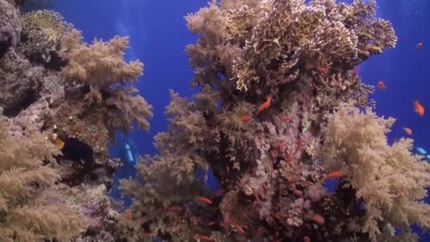 Scuba diving near school of fish in coral reef relax underwater Red sea. — Stock Video