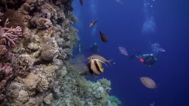 サンゴ礁の魚の学校の近くのスキューバ ダイビング水中紅海をリラックスします。. — ストック動画