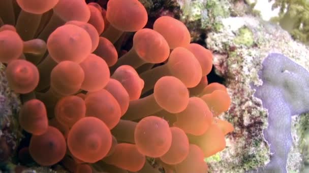 Bright orange color Bubble Anemone Actinidae underwater Red sea. — Stock Video