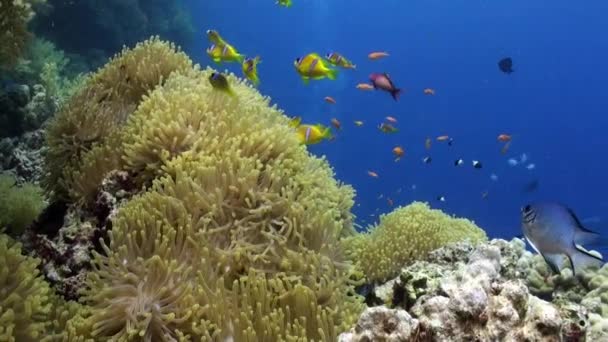 School of clown fish in Magnificent anemone Stichodactylidae underwater Red sea. — Stock Video