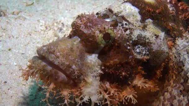 Stonefish scorpionfish scorpaenopsis barbata çok zehirli su altında sakallı. — Stok video
