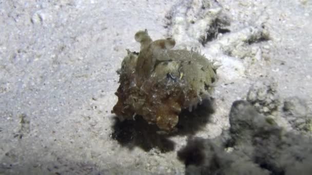 Sébaste Sepia prashadi sur fond sablonneux de la mer Rouge . — Video