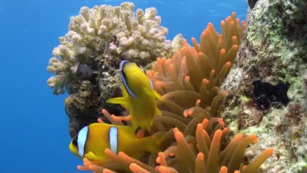 Stichodactylidae Magnificent anemone en clown vis in onderwater rode zee. — Stockvideo