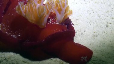 Yakın çekim kırmızı İspanyol dansçı omurgasızını deniz yaratığı sualtı kumlu altta.