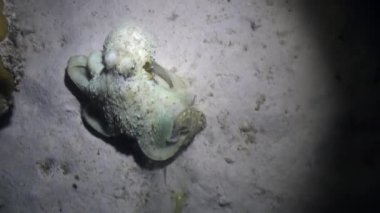Ahtapot Aeginae kumlu alt sualtı kırmızı deniz üzerinde beyaz ve gizlenmiş oldu.