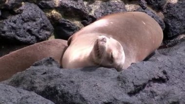 Galapagos kumsalda süt ile emzik emme anne kürk mühür aslan beslemeleri bebek.