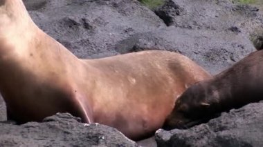 Galapagos kumsalda süt ile emzik emme anne kürk mühür aslan beslemeleri bebek.