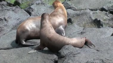 Galapagos kumsalda süt ile emzik emme anne kürk mühür aslan beslemeleri bebek.